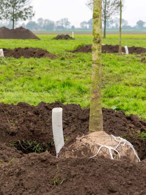 Foto boomankers en drainage RWS Moerkerken2